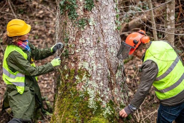 Best Commercial Tree Services  in Summit Hill, PA
